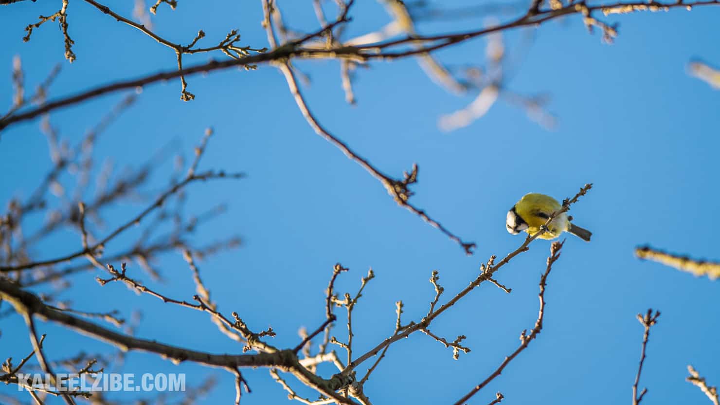 20160119-_ND47478 Blue tit-BBC Town Moor-Newcastle-KaleelZibe.com