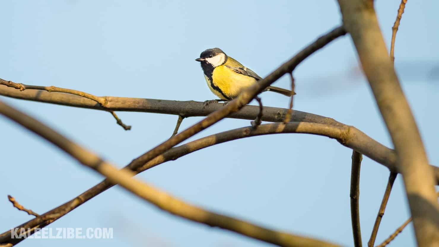 20160119-_ND47484 Great tit-BBC Town Moor-Newcastle-KaleelZibe.com