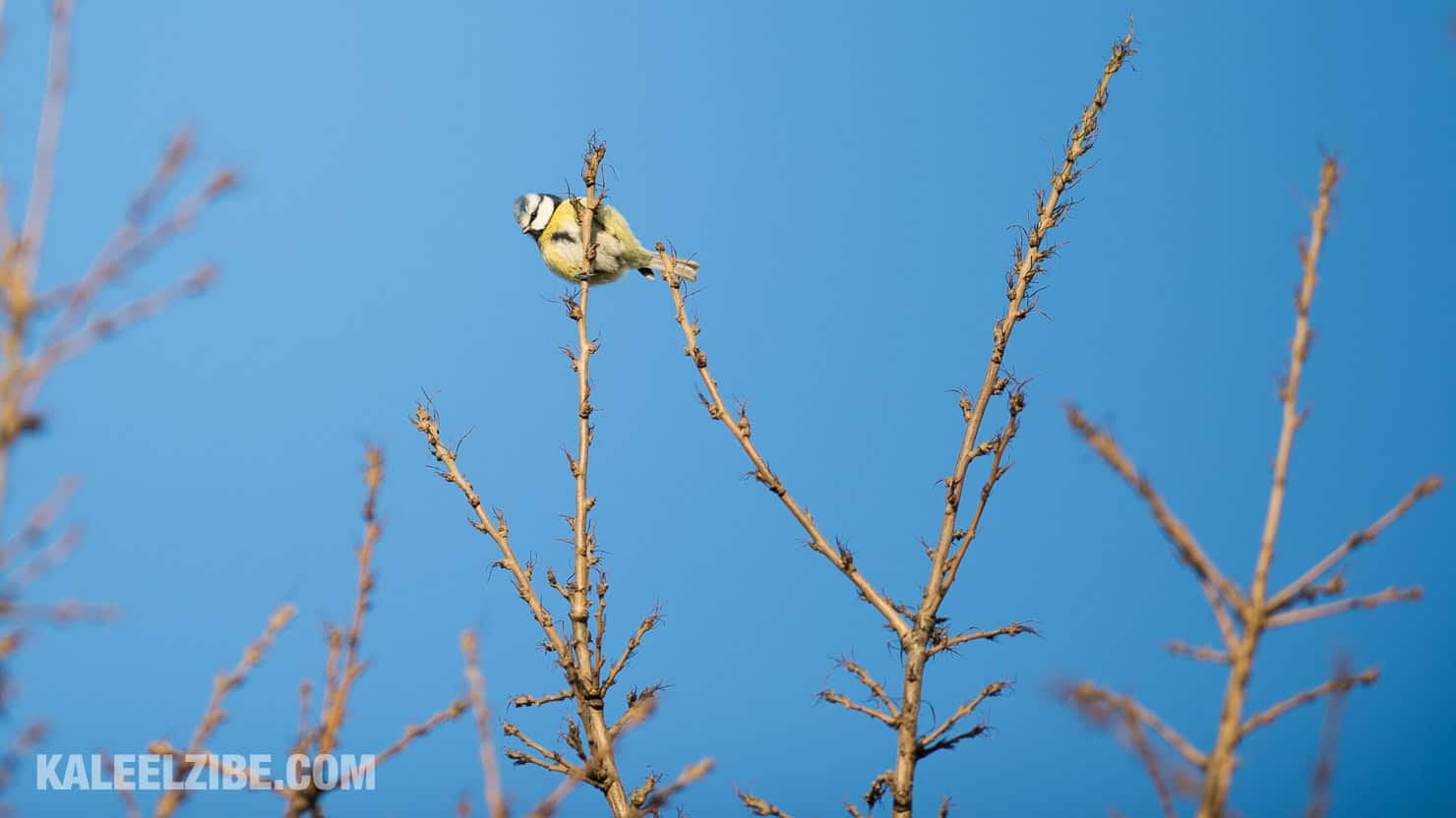 20160119-_ND47496 Blue tit-BBC Town Moor-Newcastle-KaleelZibe.com