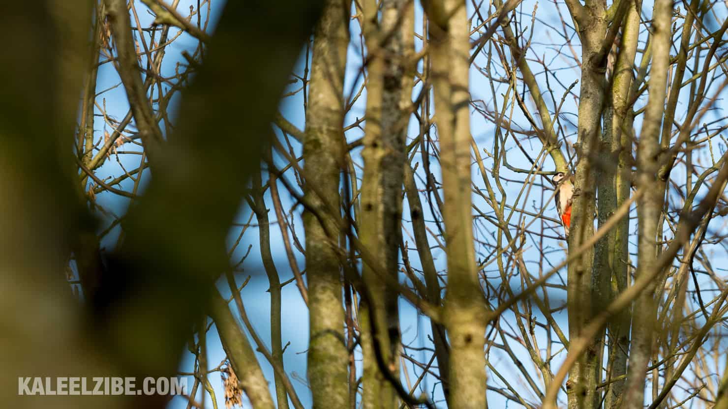 20160119-_ND47527 Great spotted woodpecker-BBC Town Moor-Newcastle-KaleelZibe.com