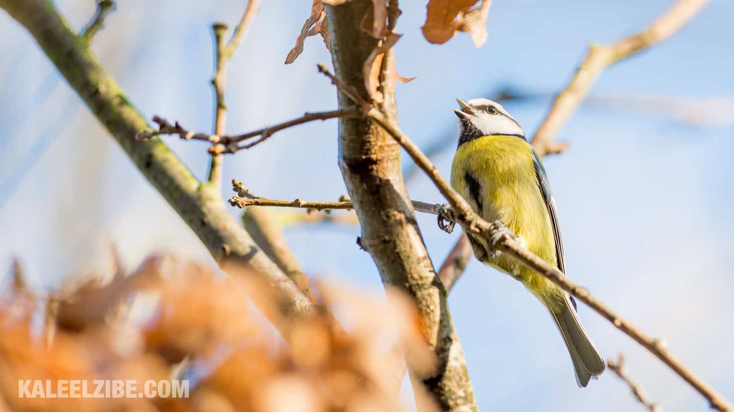 20160119-_ND47556 Blue tit-BBC Town Moor-Newcastle singing-KaleelZibe.com