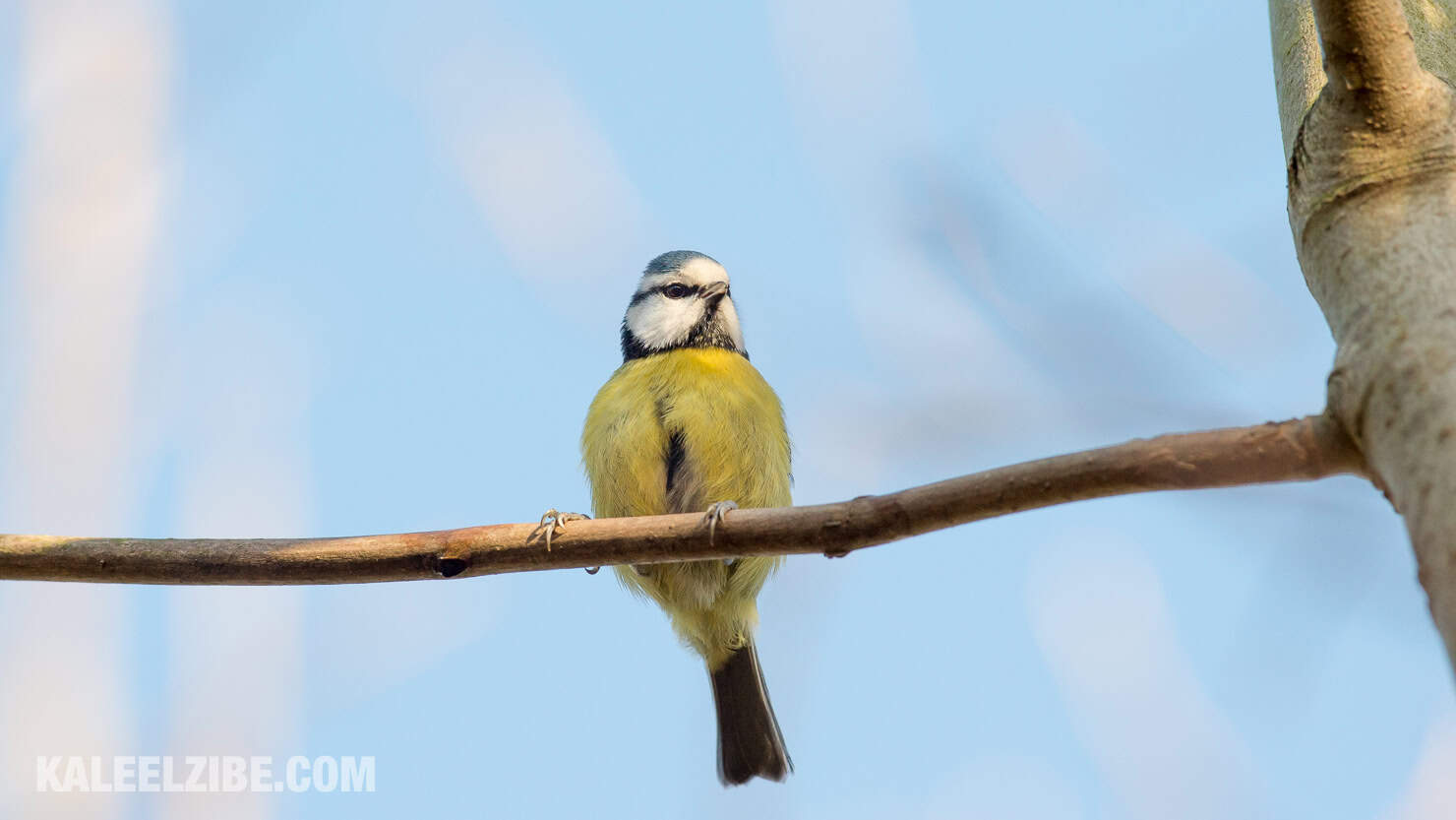 20160119-_ND47561 Blue tit-BBC Town Moor-Newcastle-KaleelZibe.com