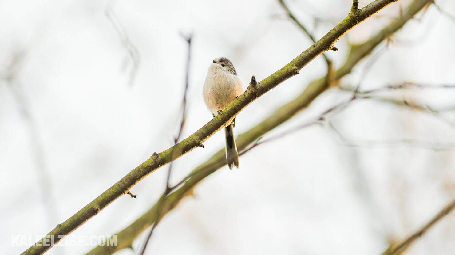 20160119-_ND47587 Long-tailed tit-BBC Town Moor-Newcastle-KaleelZibe.com