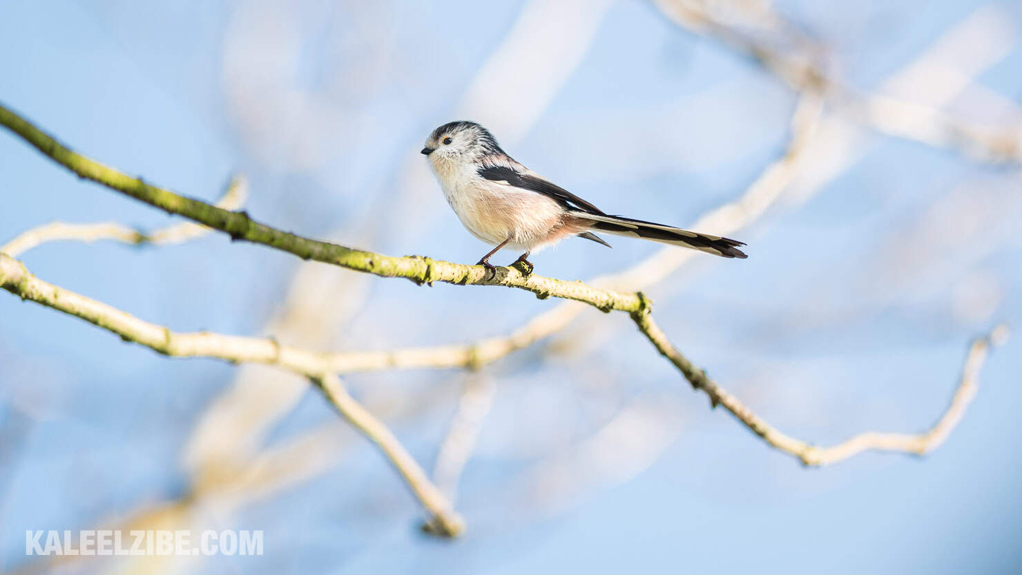 20160119-_ND47603 Long-tailed tit-BBC Town Moor-Newcastle-KaleelZibe.com