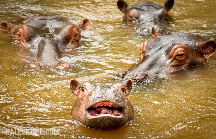 20160901-_5000843-laughing-baby-hippo-kenya-kaleelzibe-com