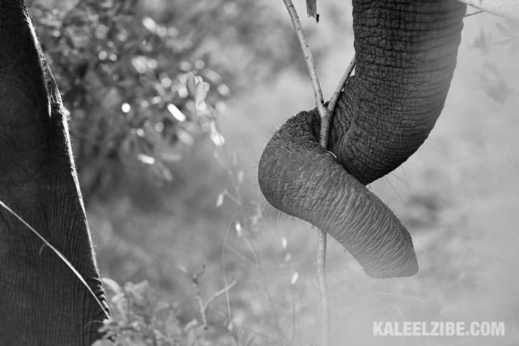 20160902-_5000919-kaleelzibe-com