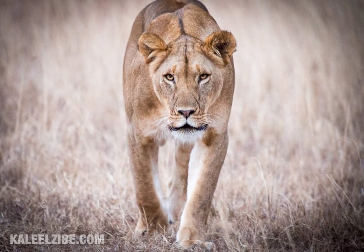 20160902-_d8e1244-lioness-on-the-prowl-lemek-kenya-kaleelzibe-com
