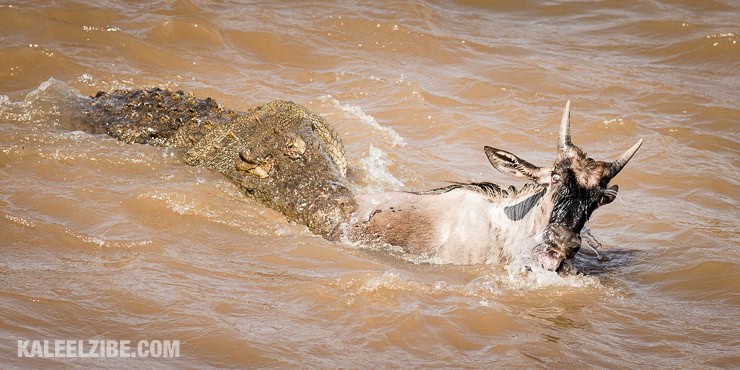 20160903-_d8e1343-crocodile-attack-masai-mara-great-migration-kenya-kaleelzibe-com