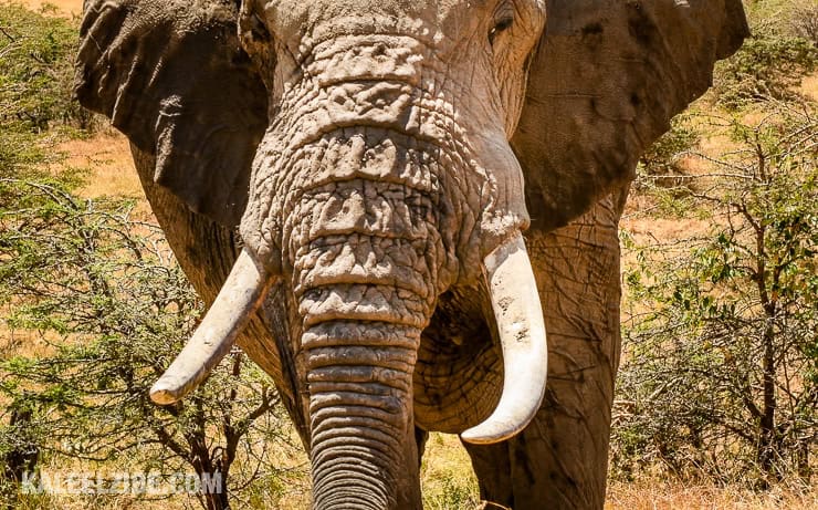 20160906-500_1616-2-close-encounter-with-elephant-kenya-kaleelzibe-com