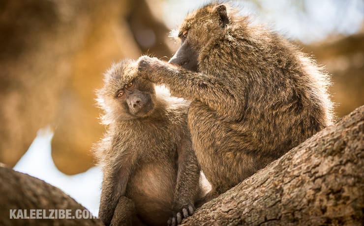 20160906-_d8e1600-olive-baboons-grooming-leopard-gorge-mara-north-masai-mara-kenya-kaleelzibe-com