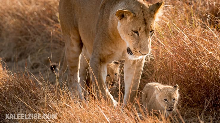 20160908-_d8e1648-lioness-and-cubs-masai-mara-kenya-safari-kaleelzibe-com