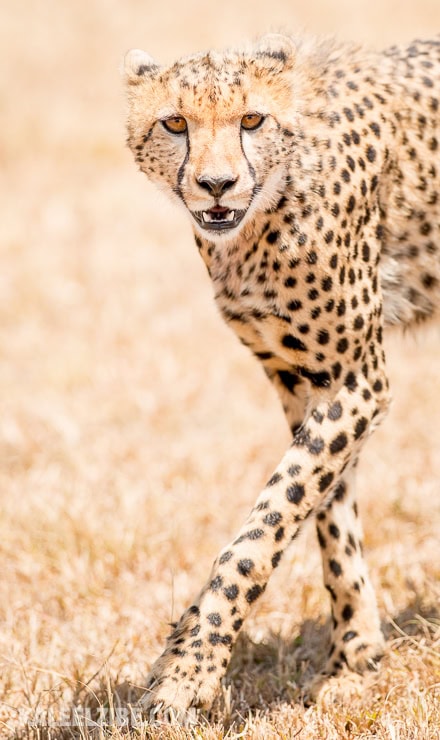 20160908-_d8e1707-cheetah-masai-mara-kenya-kaleelzibe-com