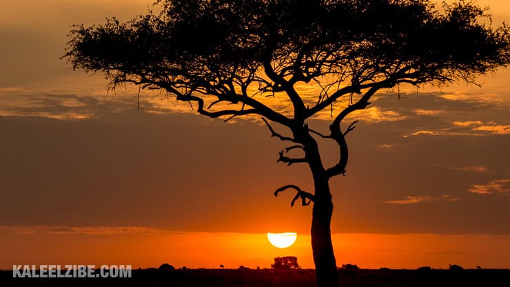 Sunsets in the Mara are awesome, not least because of the trees