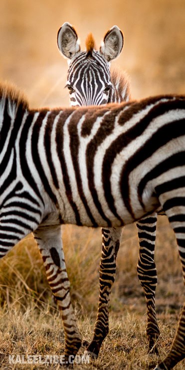 20160909-_d8e1787-hide-and-seek-zebra-masai-mara-kenya-kaleelzibe-com