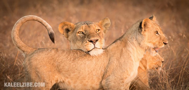 20160909-_d8e1919-lion-cubs-perfect-chin-rest-kenya-masai-mara-kaleelzibe-com