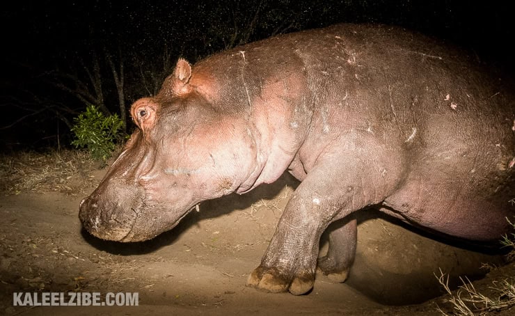 20160910-_5002207-hippo-masai-mara-kaleelzibe-com