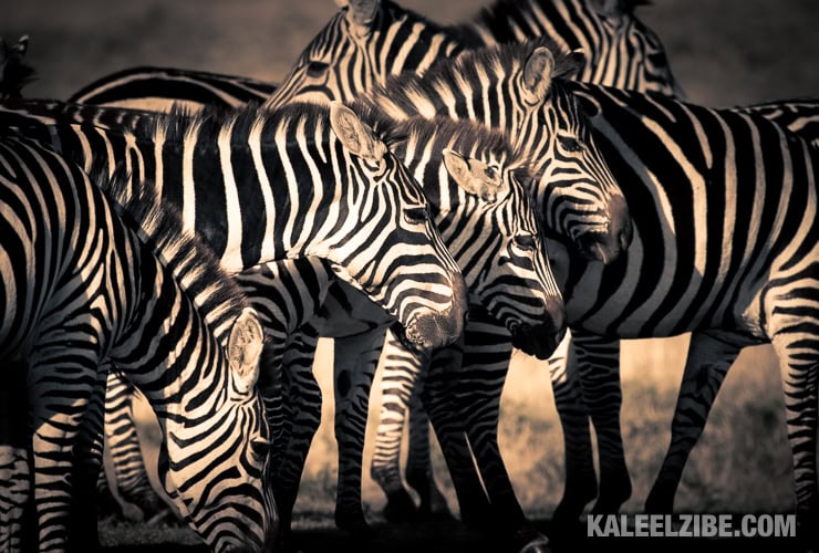 A group of zebras at a waterhole
