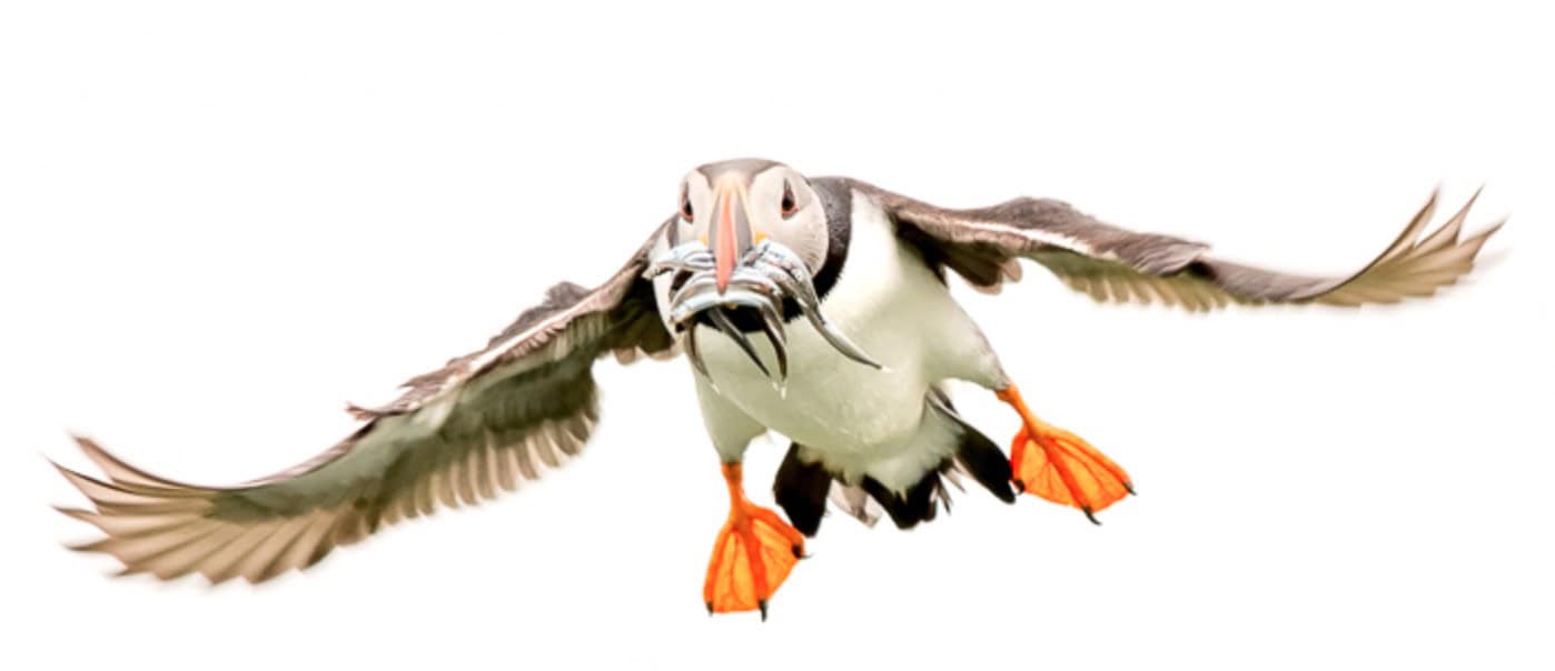 Flying puffin with sand eels – Farne Islands