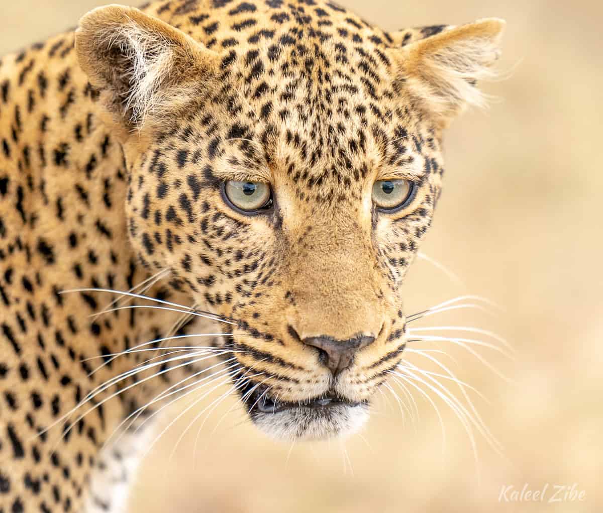 Female leopard close-up, Masai Mara, Kenya Female leopard close-up, Maasai Mara, Kenya