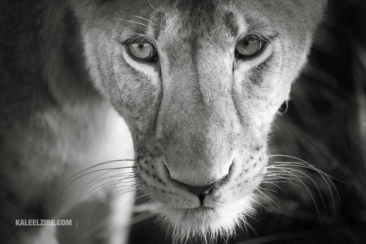 20121008-_ND40246-Young-lioness-pensive-look-Africa-Kenya-Maasai-Mara-NikonNIKON-D4200.0-400.0-mm-f-4.0400-mm1-500-sec-at-f-4.0ISO-400-KaleelZibe.com_