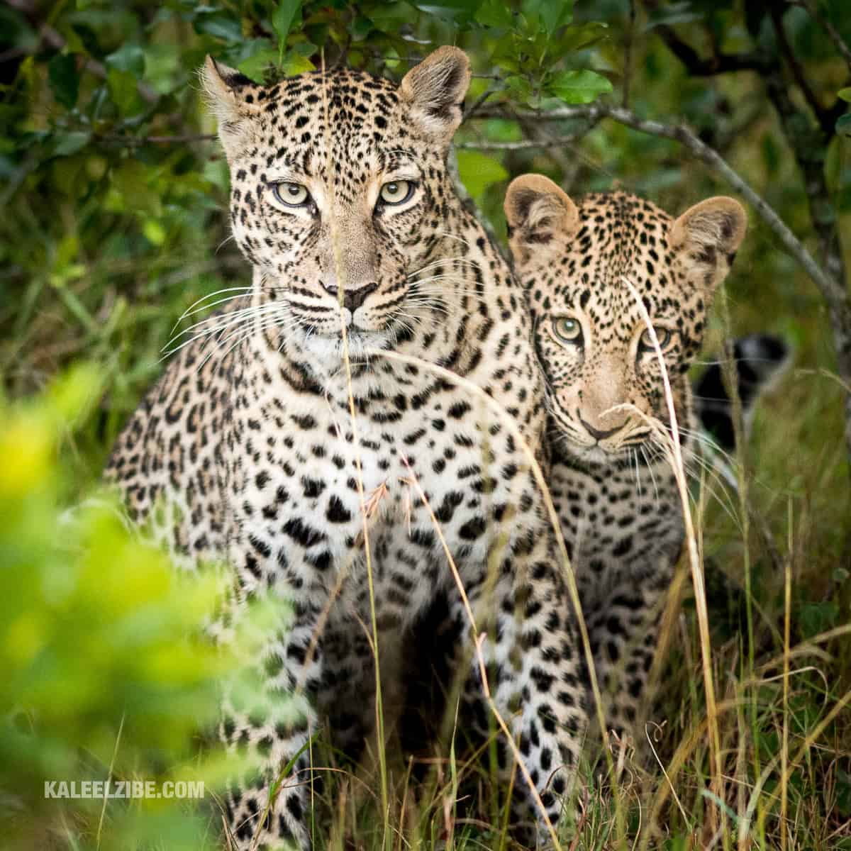 Leopard cub with mother, Maasai Mara, Africa