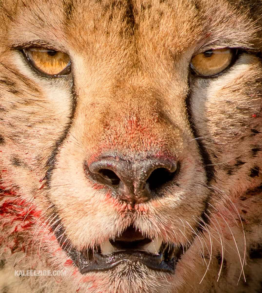 20160911-_5002368-Cheetah-Maasai-Mara-Kenya-Africa-NikonNIKON-D500300.0-mm-f-2.8600-mm1-1250-sec-at-f-5.6ISO-200-KaleelZibe.com_