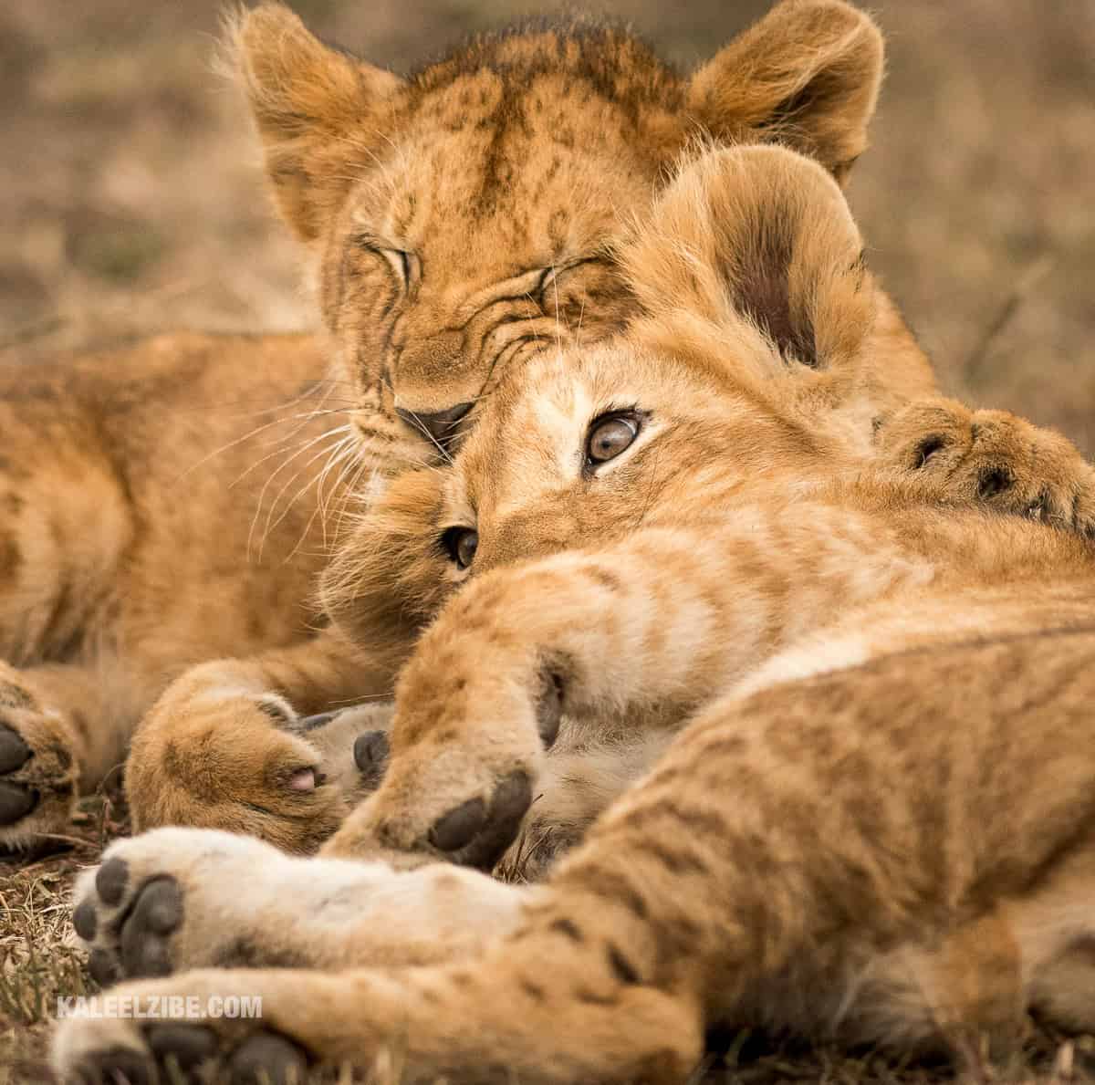 Lion cubs, Maasai Mara, Kenya, Africa