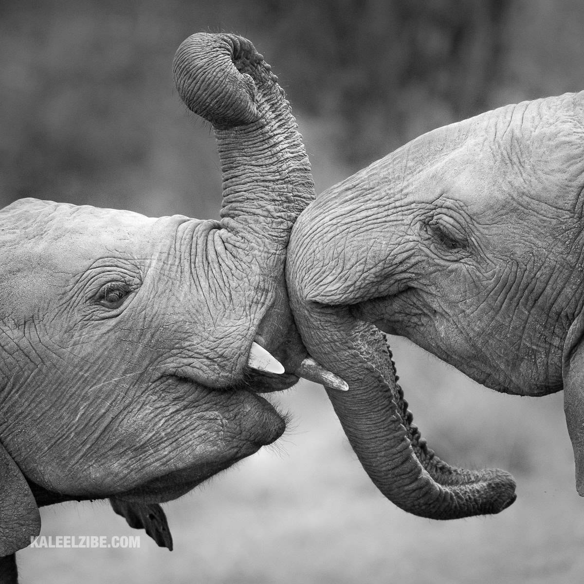 Young elephants play-fighting, Maasai Mara, Africa