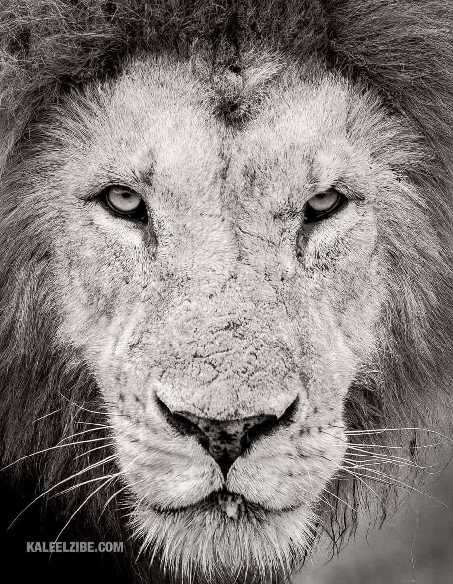 20170902-_5006203-Male-lion-portrait-with-scarred-eye-Maasai-Mara-Kenya-Africa-NikonNIKON-D500300.0-mm-f-2.8300-mm1-800-sec-at-f-5.6ISO-2000-KaleelZibe.com_