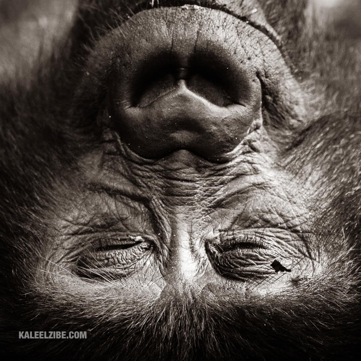 20190117-_A732228-Sleeping-mountain-gorilla-portrait-Bwindi-Impenetrable-Forest-Uganda-Africa-SonyILCE-7M3FE-100-400mm-F4.5-5.6-GM-OSS400-mm1-250-sec-at-f-5.6ISO-12800-KaleelZibe.com_