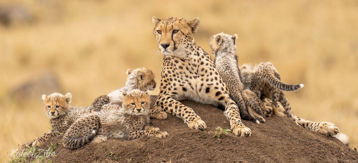 20190831-_A734062-KaleelZibe.com Cute cheetah cubs with their mother on a termite mound