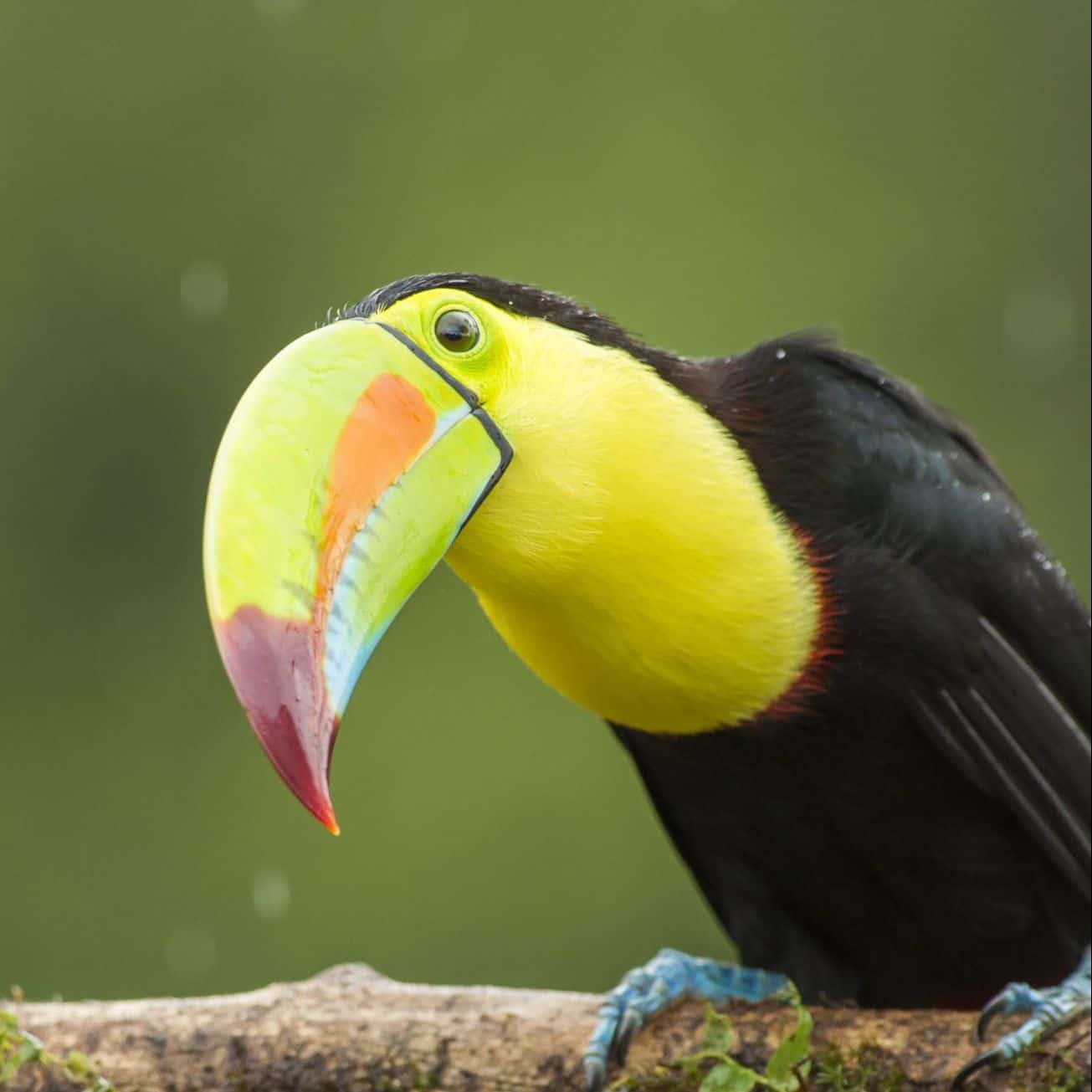 Keel-billed toucan – Costa Rica