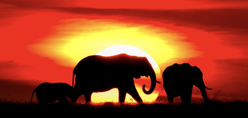 2022.09.25 Elephant sunset still-KaleelZibe.com