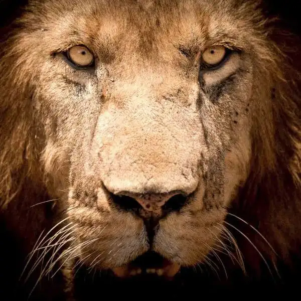 lion-full-face-600×600